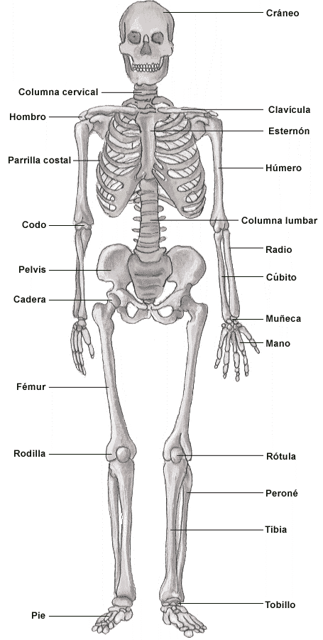 Diagrama de secciones del esqueleto